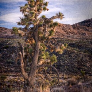 Mojave National Preserve, California