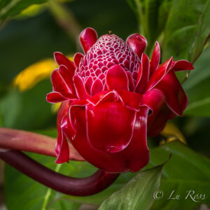 Red Torch Ginger - Tiny Art