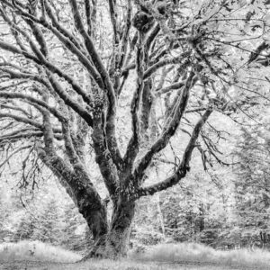 Tree of Life- Black and White, Olympic Peninsula, California